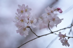 近くのお寺の花　八