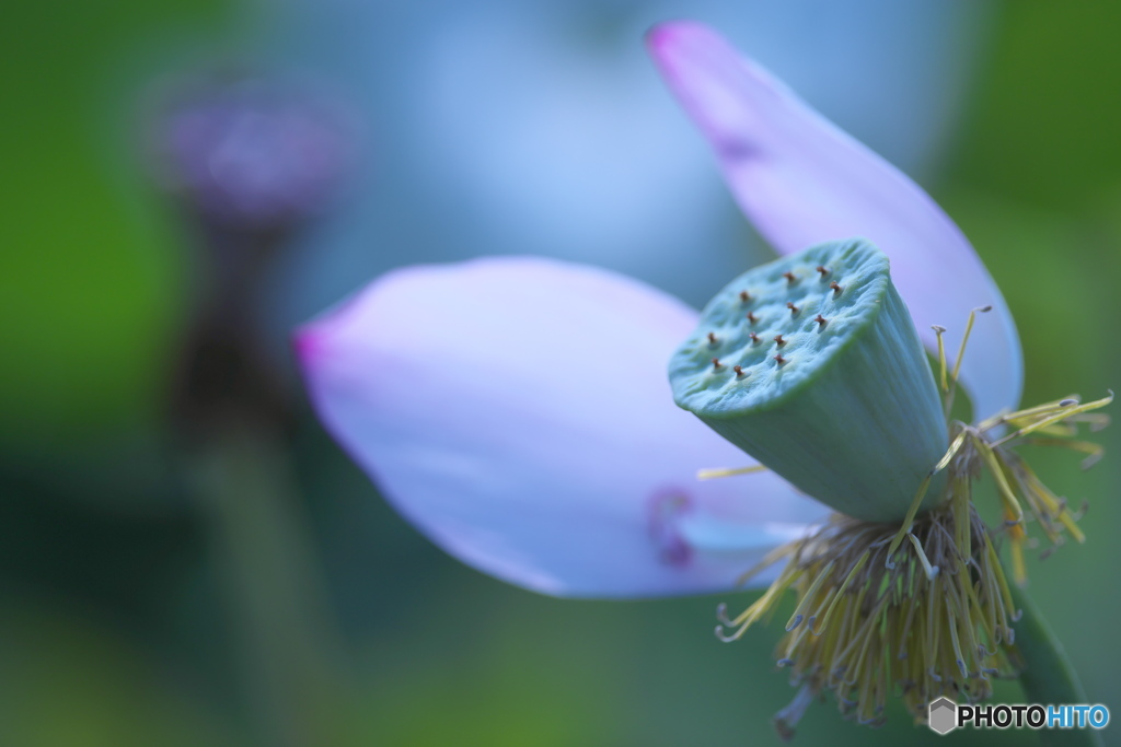 休耕田の蓮　Ⅳ