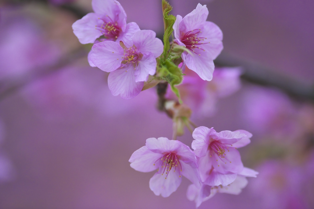 春爛漫の桜色　六
