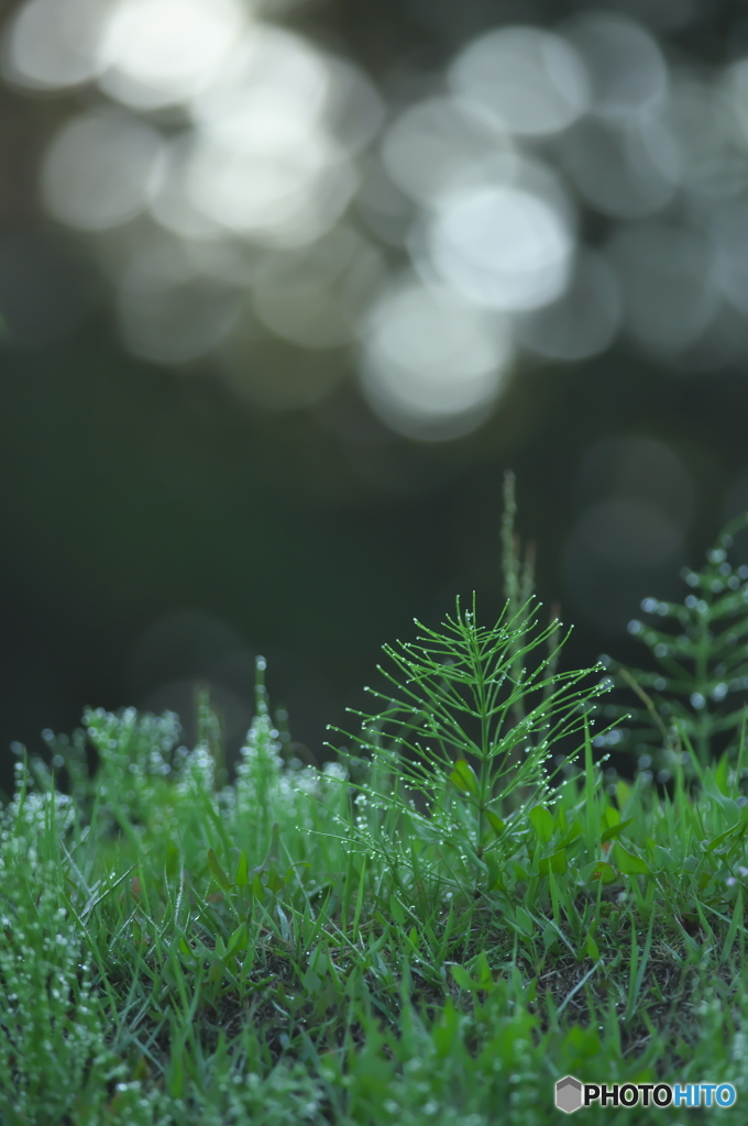 早朝のくさむら　　Ⅱ