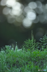 早朝のくさむら　　Ⅱ