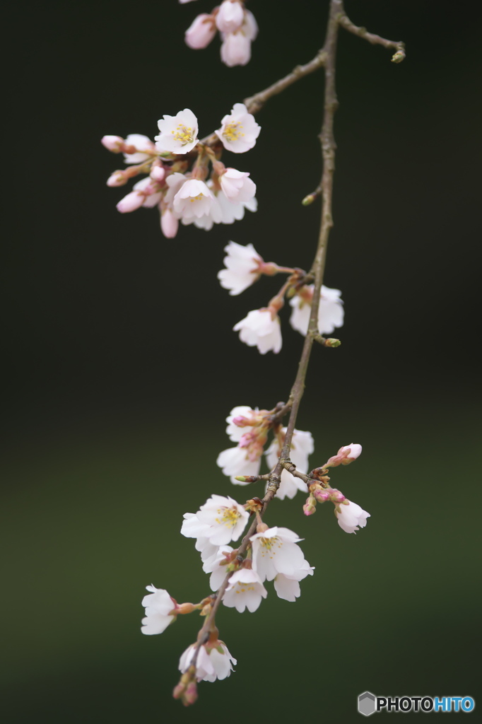 公園の桜