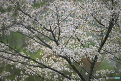 観音沼の春　ろ