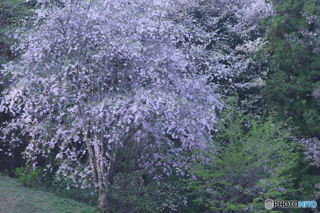 沓掛峠の山桜　い