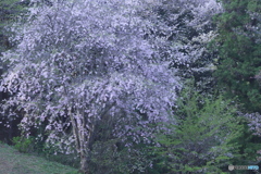 沓掛峠の山桜　い