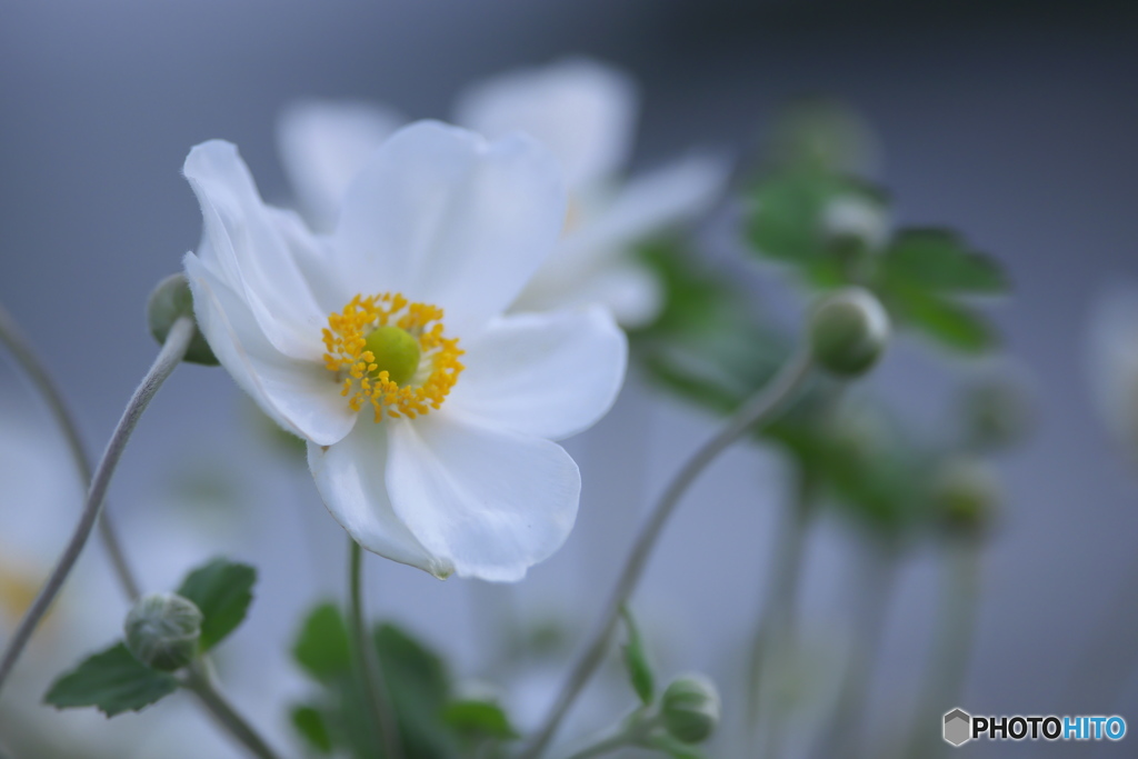 白いシュウメイ菊　♫