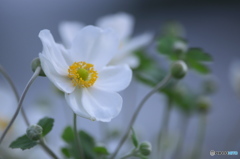 白いシュウメイ菊 ♫ 白いシュウメイ菊 ♫