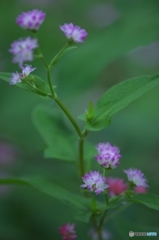 ミゾソバ ミゾソバ