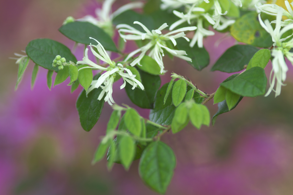 造園屋さんの花　Ｃ