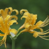 雨上がりの花　い