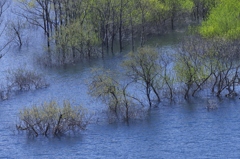 五十里湖の春　壱