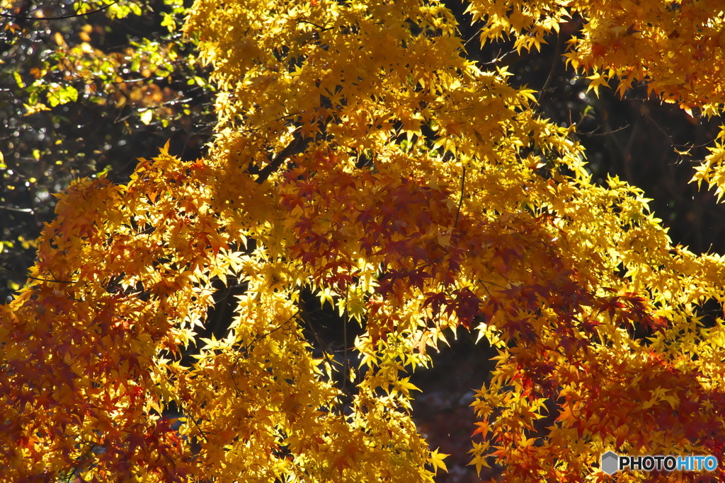 公園の紅葉