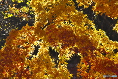 公園の紅葉