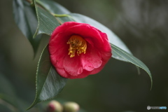 公園の椿