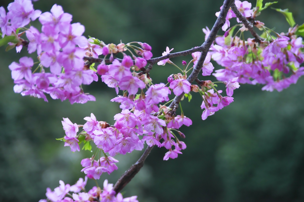春爛漫の桜色　壱