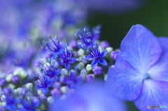 古い」85ｍｍで撮った紫陽花　　い