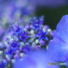 古い」85ｍｍで撮った紫陽花　　い