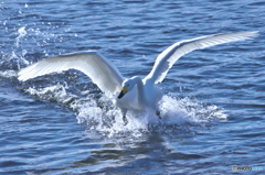 清流の白鳥