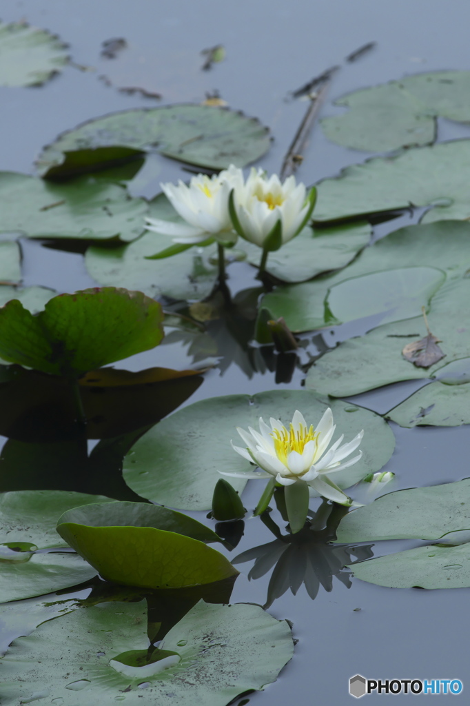睡蓮と紫陽花　c