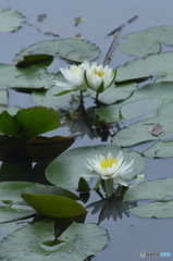 睡蓮と紫陽花　c