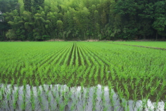 田圃と竹林