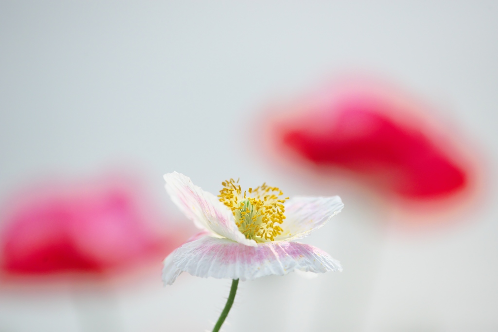 小貝川のポピー　