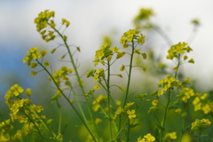 菜の花