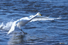 清流の白鳥