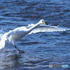 清流の白鳥