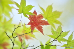 紅葉 紅葉