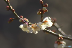 山方町の白梅
