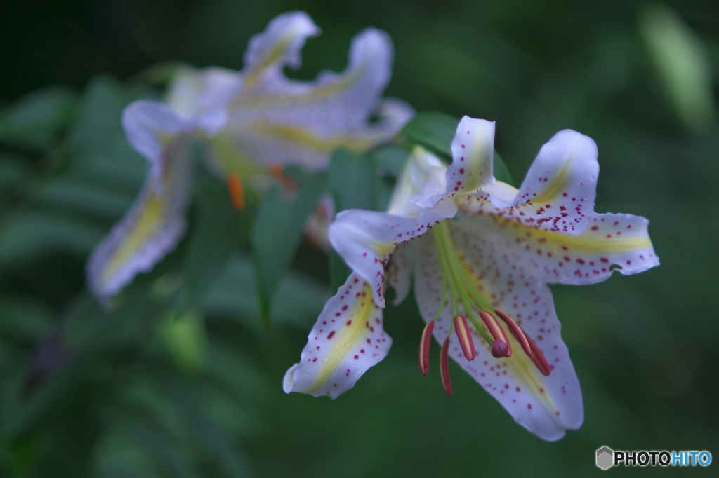 ８５㎜と３００㎜で撮ったヤマユリ　イ