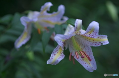 ８５㎜と３００㎜で撮ったヤマユリ　イ