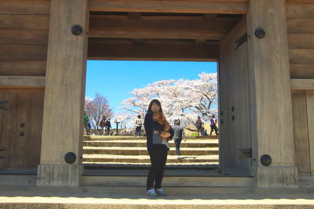 桜満開　小峰城