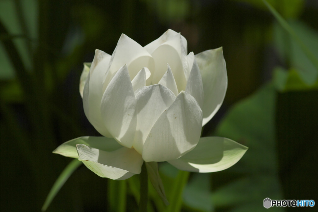 偶然見つけたハス田　Ⅰ