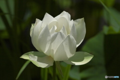 偶然見つけたハス田　Ⅰ