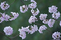 花満開ソメイヨシノ　弐