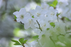 シロヤシオ          