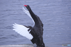 黒鳥
