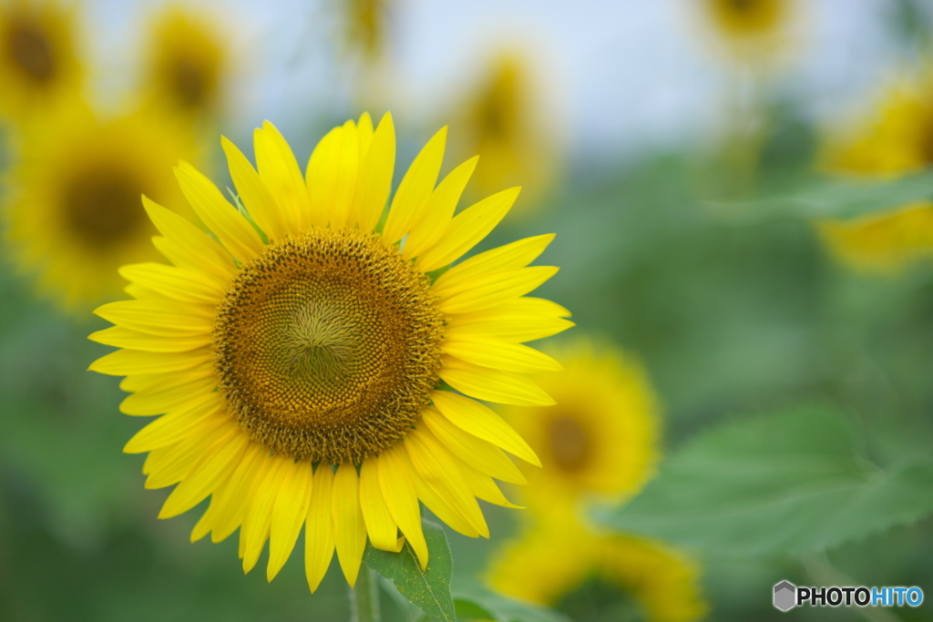 夏と言えばひまわりだ　♪♪　い