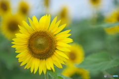 夏と言えばひまわりだ　♪♪　い