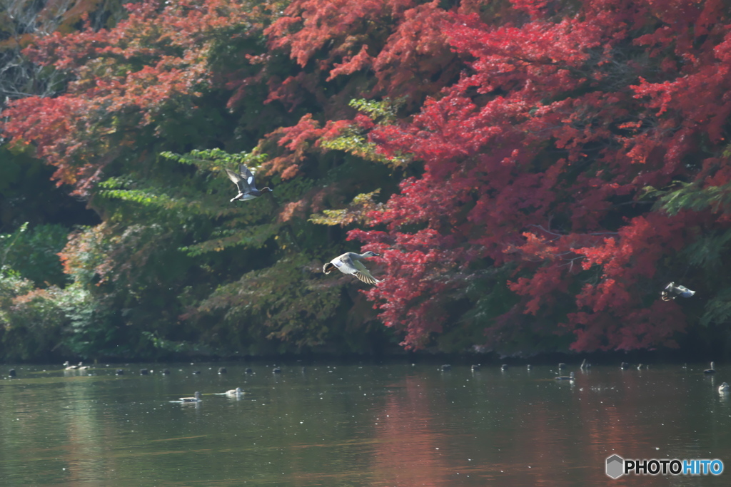 公園のカモ
