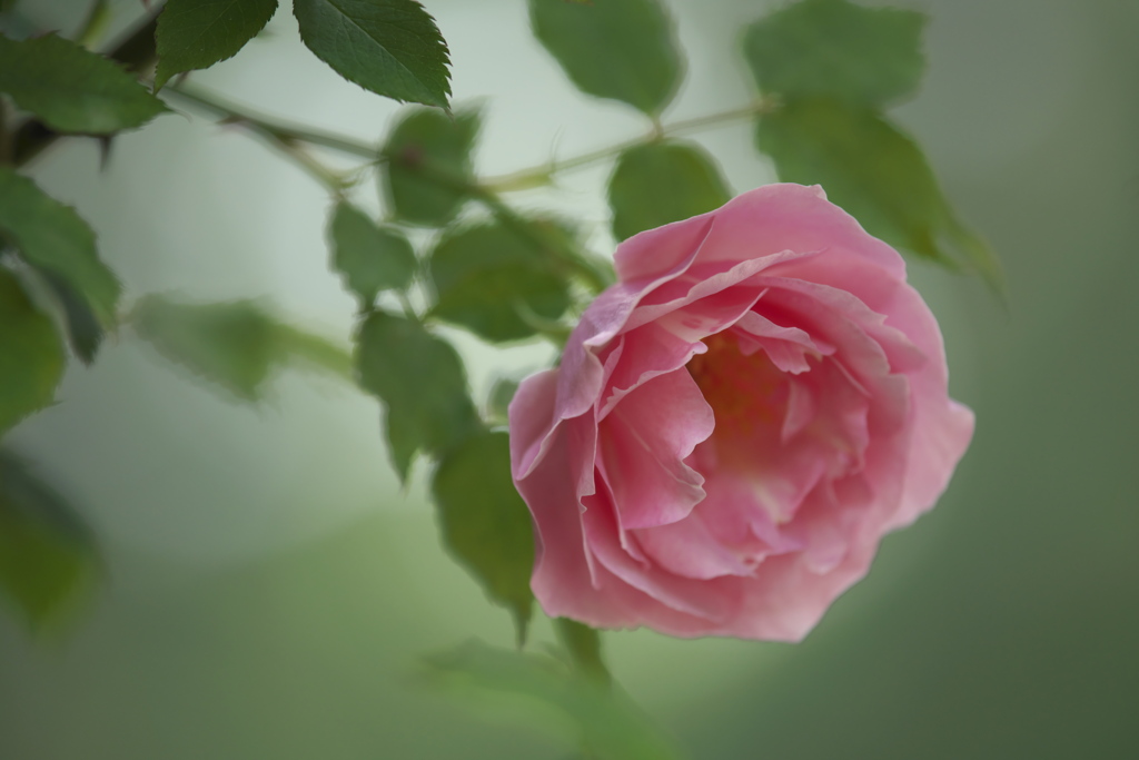 薔薇　C