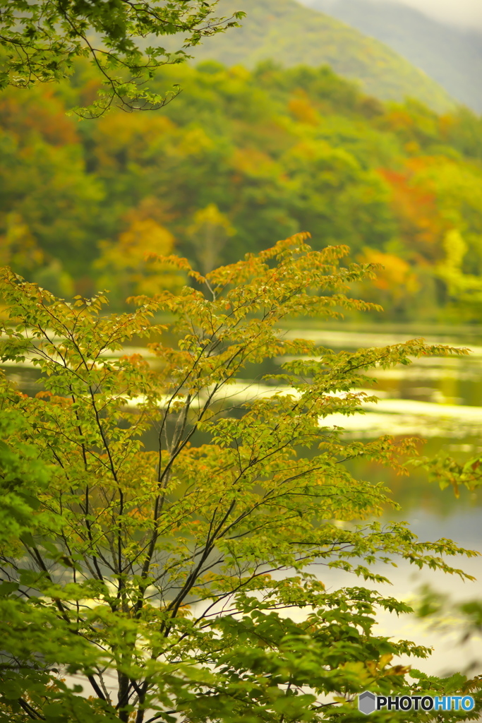 観音沼森林公園の秋　弐