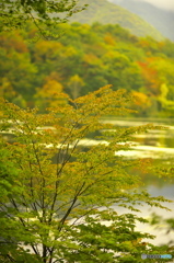 観音沼森林公園の秋 弐 観音沼森林公園の秋 弐