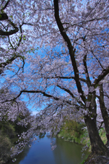 鶴ヶ城の桜　イ
