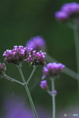知人の庭の花　Ⅳ