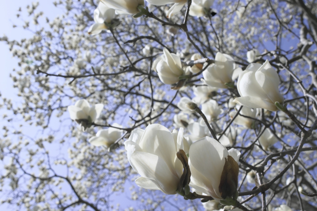 ハクモクレン　Ⅱ