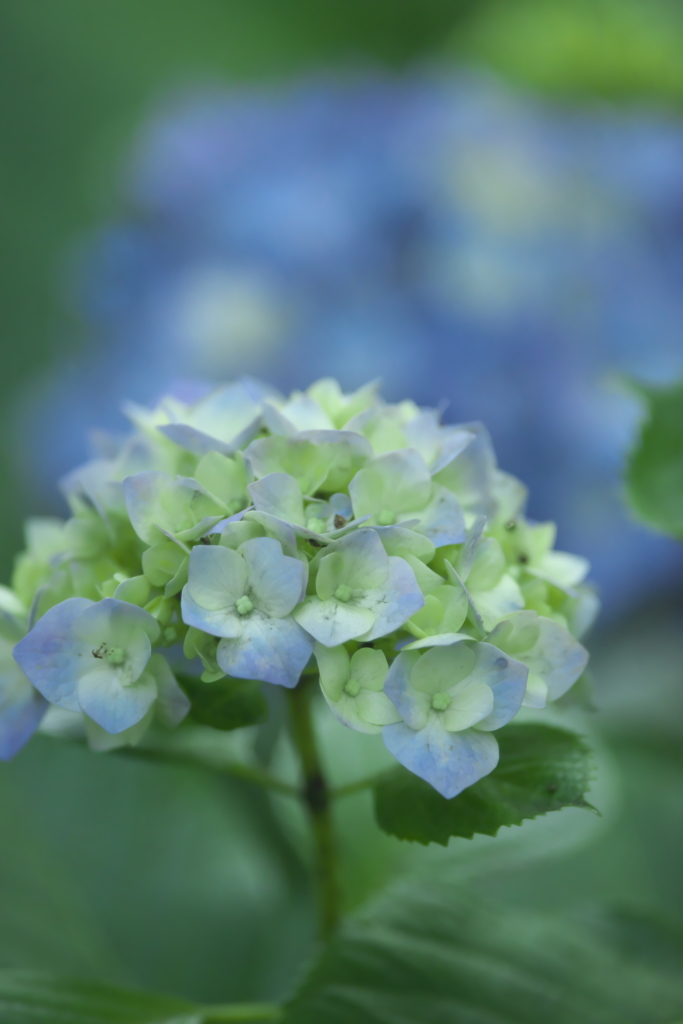紫陽花　い