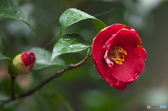 camellia